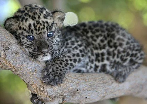 Leopardo Bebe