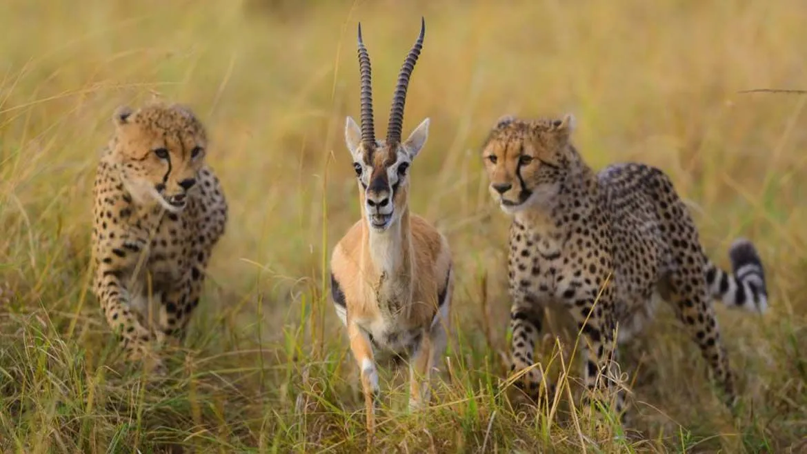 Impactantes imágenes del mundo animal en la selva de Kenia ...