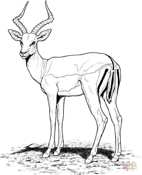 Impala en la Sabana dibujo para colorear | SuperColoring.com