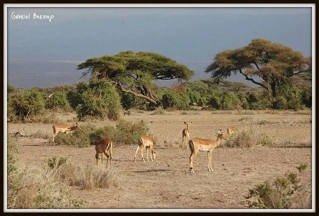 Impalas en la sabana africana - Kenia - Explore | Flickr - Photo ...