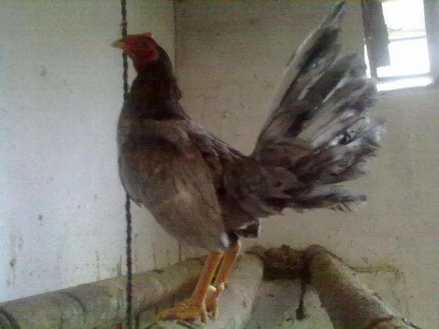 Se importan y se vende gallos de pelea españoles - Pichincha ...