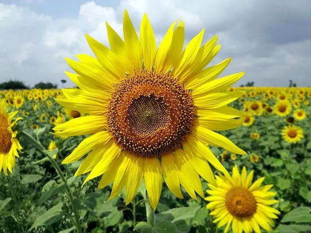 Importancia del Girasol