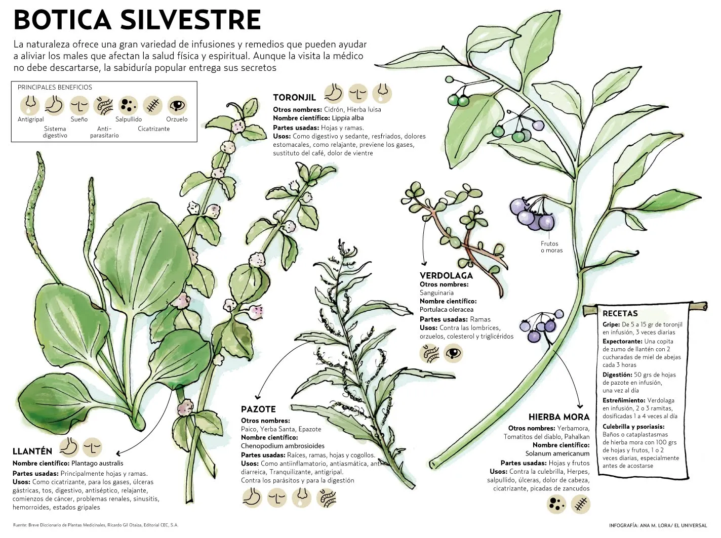 Importancia de plantas medicinales de la selva será tratada en ...