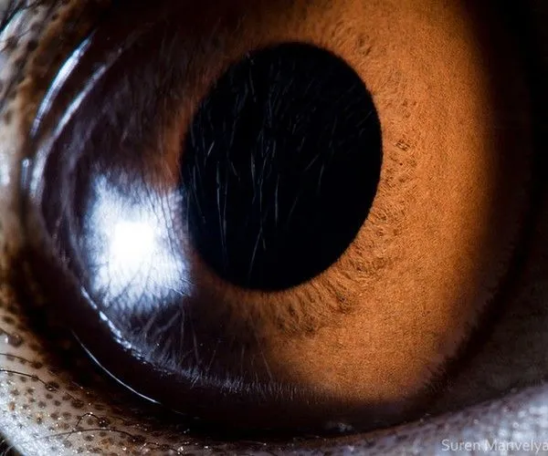 Impresionante: macro-fotografía de ojos de animales by Suren ...