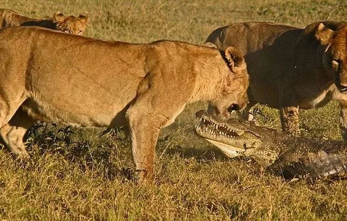 Impresionantes imágenes de 3 leones contra un cocodrilo: Rincón ...