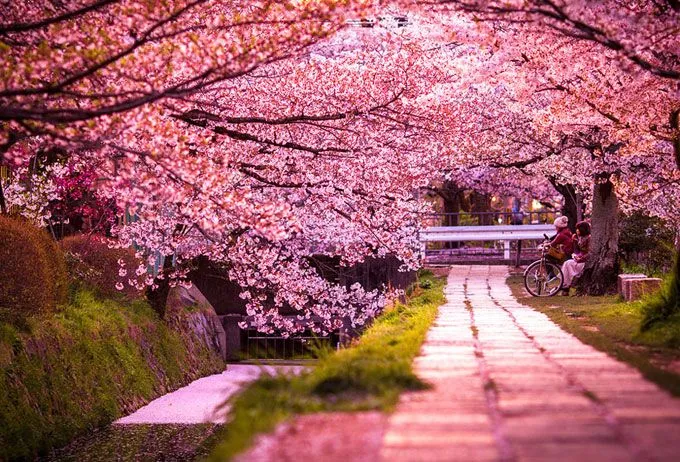 Arbol de cerezo japones wallpaper - Imagui