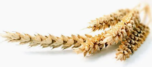 Imprimir Página de www.pregonagropecuario.com Cereales » Trigo »