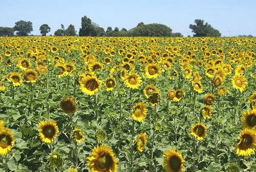 Imprimir Página de www.pregonagropecuario.com Oleaginosas » Girasol »