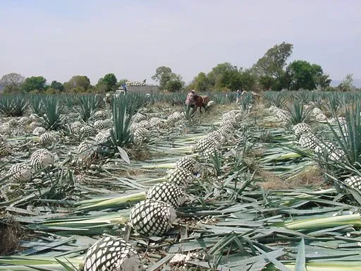 In Search of the Blue Agave: Cultivating Tequila