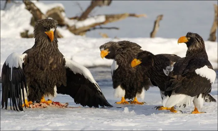 Increible: Fotos Caza en vivo. Aguilas y Osos - Taringa!