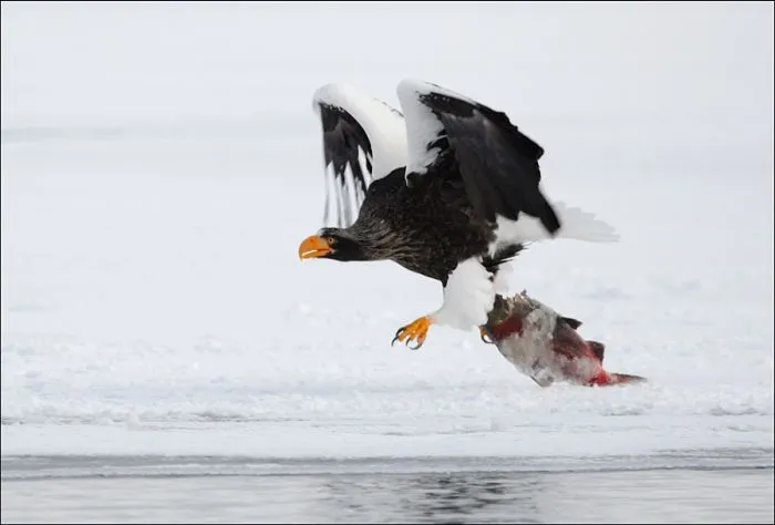 Increible: Fotos Caza en vivo. Aguilas y Osos - Taringa!