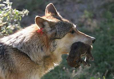 El increíble lobo. | AMENDOEIRA