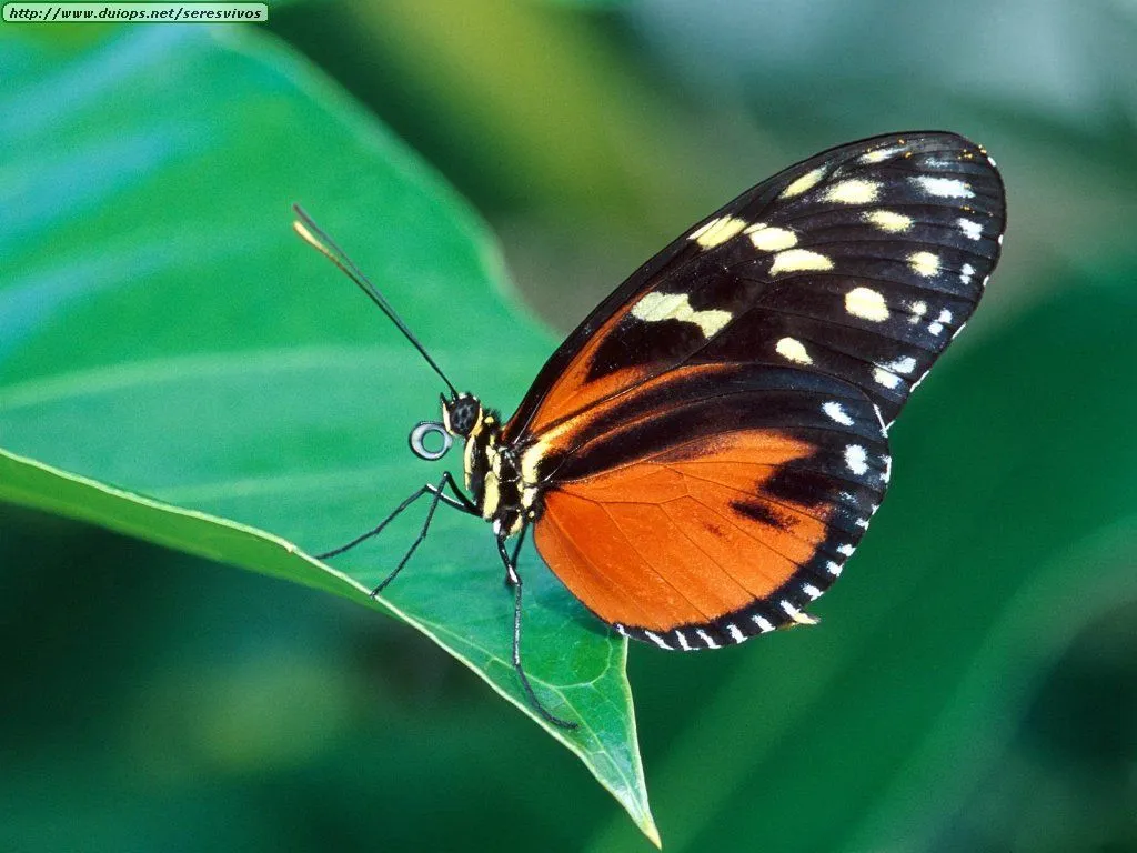 Fotos de mariposas (