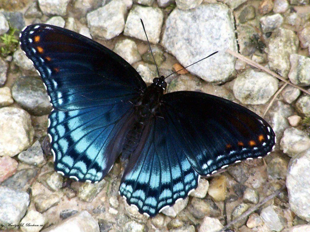 Las mejores fotos de mariposas