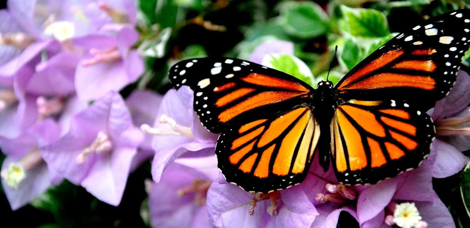 Indeleblia: De ponis y mariposas, en un mágico rincón de Galapa