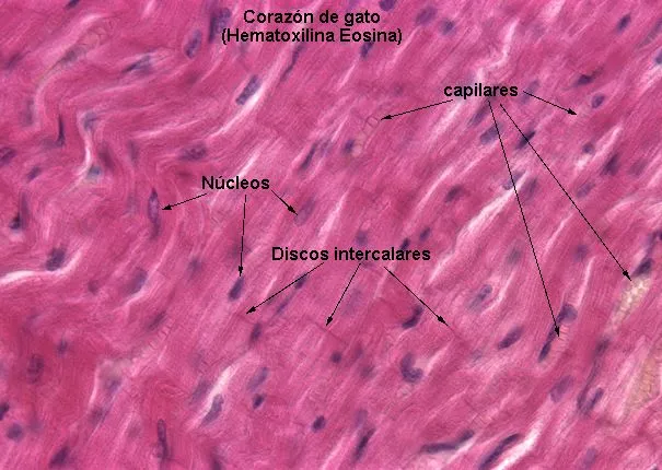 Index of /~biocel/practicasDepartamento de Biología Celular y ...