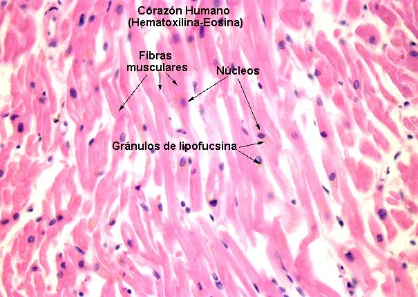 Index of /~biocel/practicasDepartamento de Biología Celular y ...