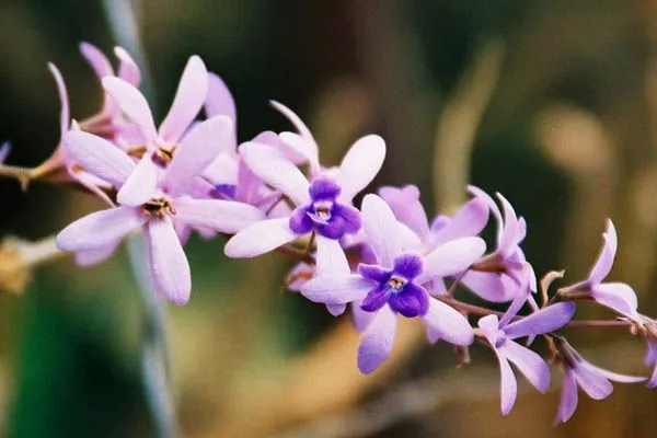 Índice de Arbustos, Trepadeiras, Ervas e Gramíneas de Flores Azuis ...