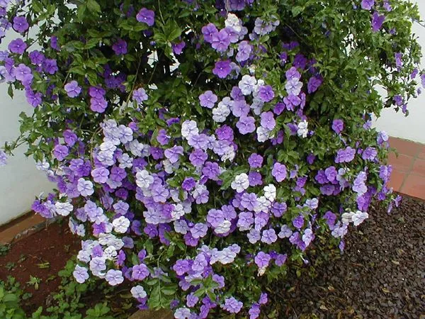 Índice de Fotos de Arbusto de flores roxas claras e escuras ...