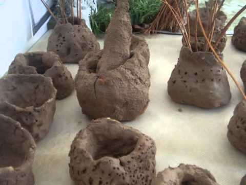 NUESTROS INDÍGENAS - YouTube