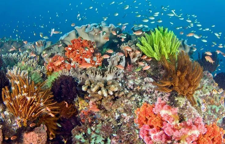 Indonesia's Coral Reef Nature Pictures Wallpaper HD | Hair cuts ...