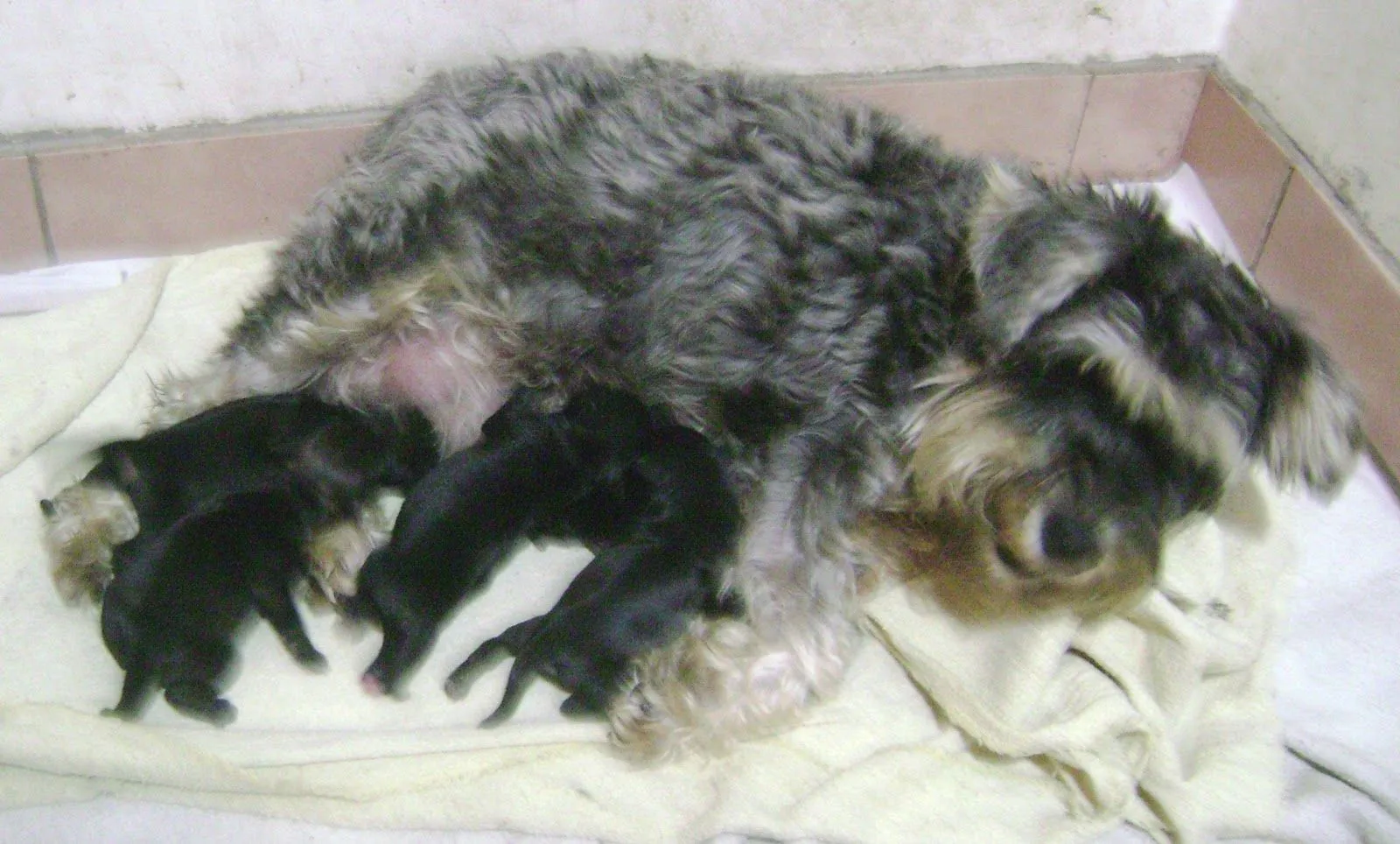 INDRA VAYU CRIANZA CANINA: BEBES DE LAS CAMADAS SCHNAUZER MINI ...