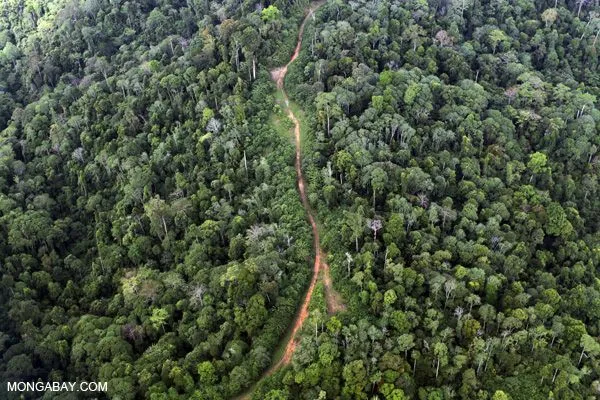 Industrial logging leaves a poor legacy in Borneo's rainforests