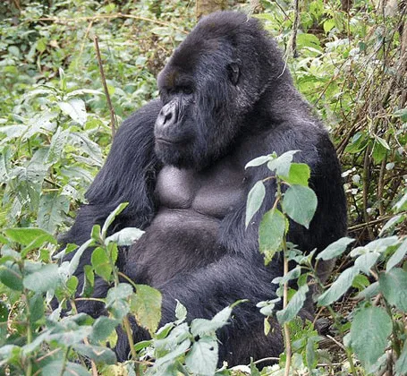 INFANTIL: ANIMALES QUE ME GUSTAN | Eltiempohabitado's Weblog