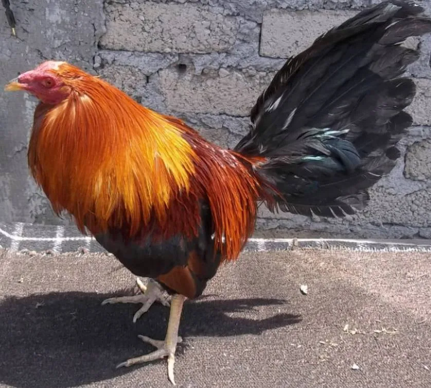 Infertilidad en los Gallos de Pelea - Ver Fotos de Gallos de Pelea ...