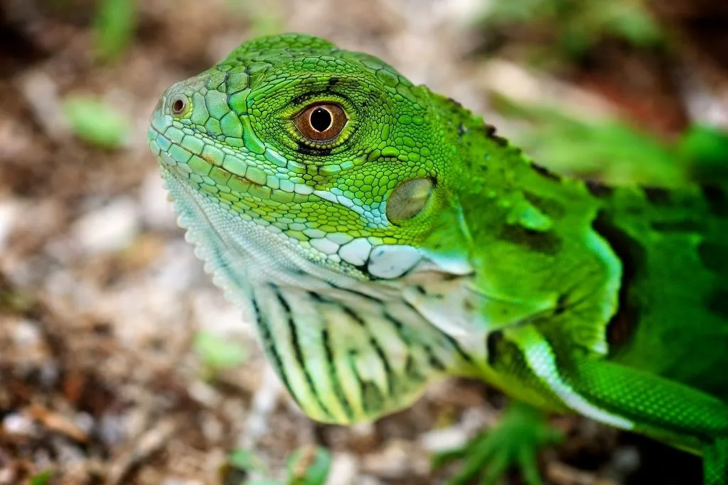 Info-Junction Blog: Green Iguana