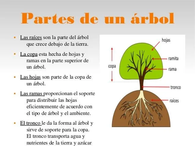 Información sobre los árboles