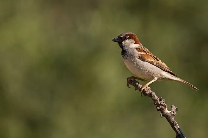 información sobre aves - El Gorrión