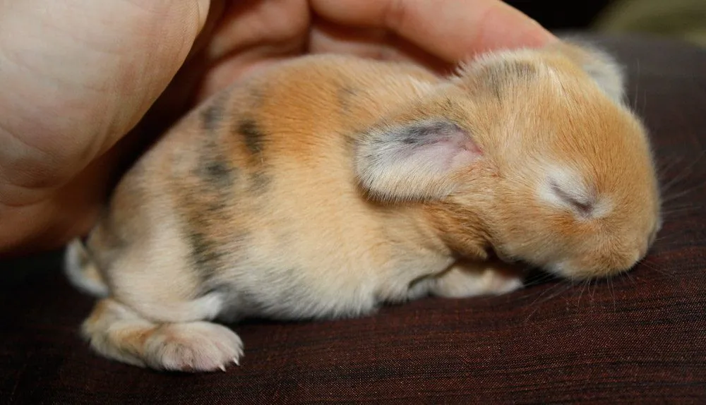 Información sobre los conejos bebés