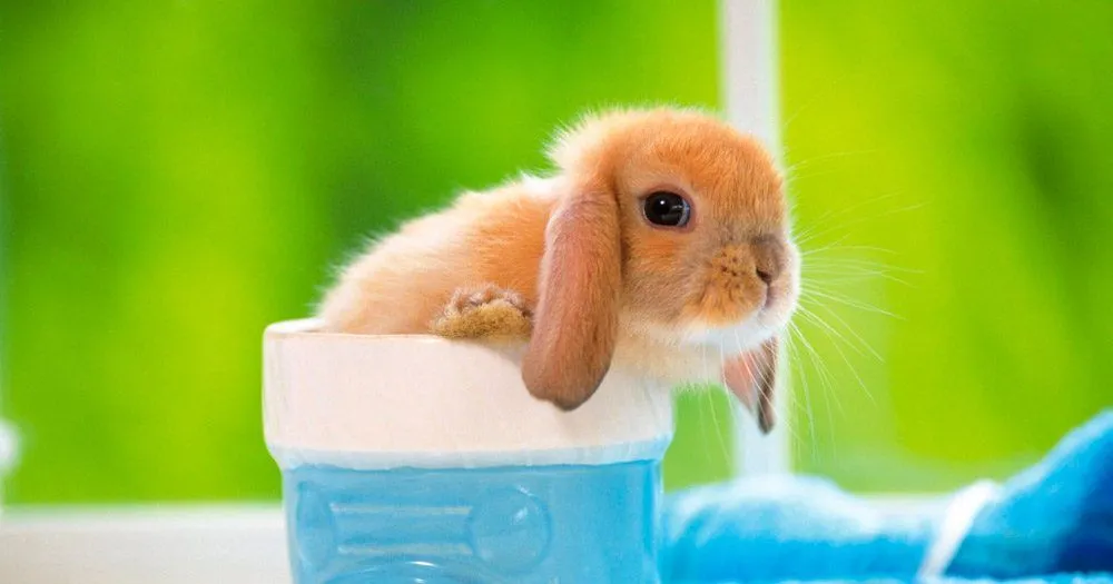 Información sobre los conejos bebés