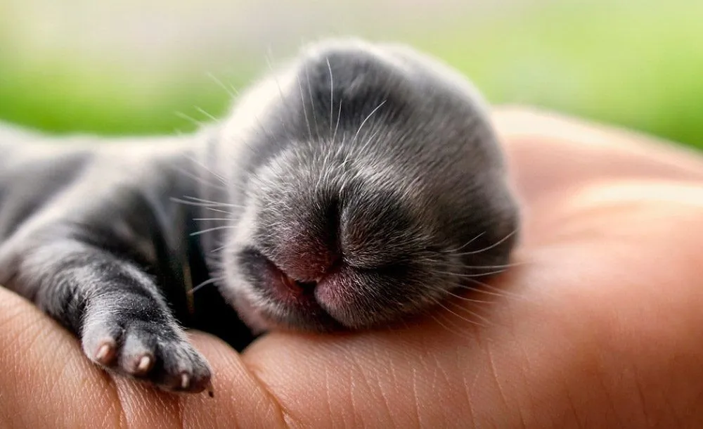 Información sobre los conejos bebés