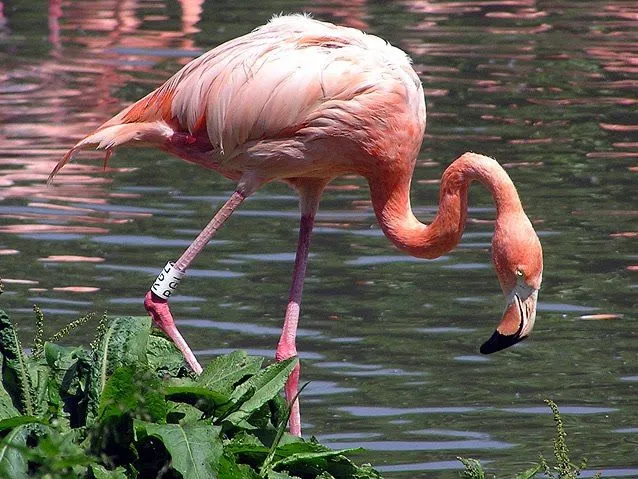 Información del Flamenco | Animales Exoticos