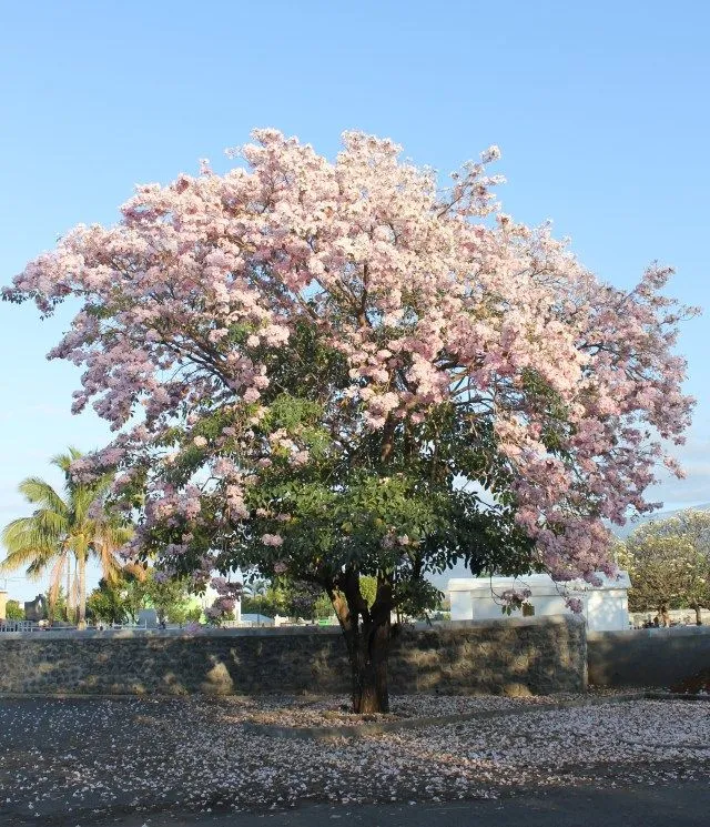 INFORMACIÓN | Guadalajara Verde| Ecología y Medio Ambiente - Page ...