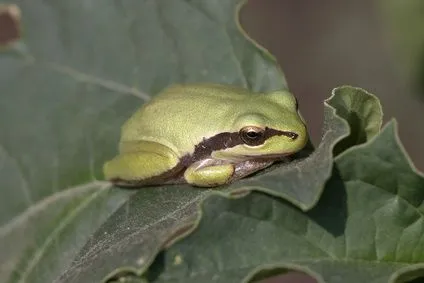 Información para niños sobre las ranas y los sapos | eHow en Español