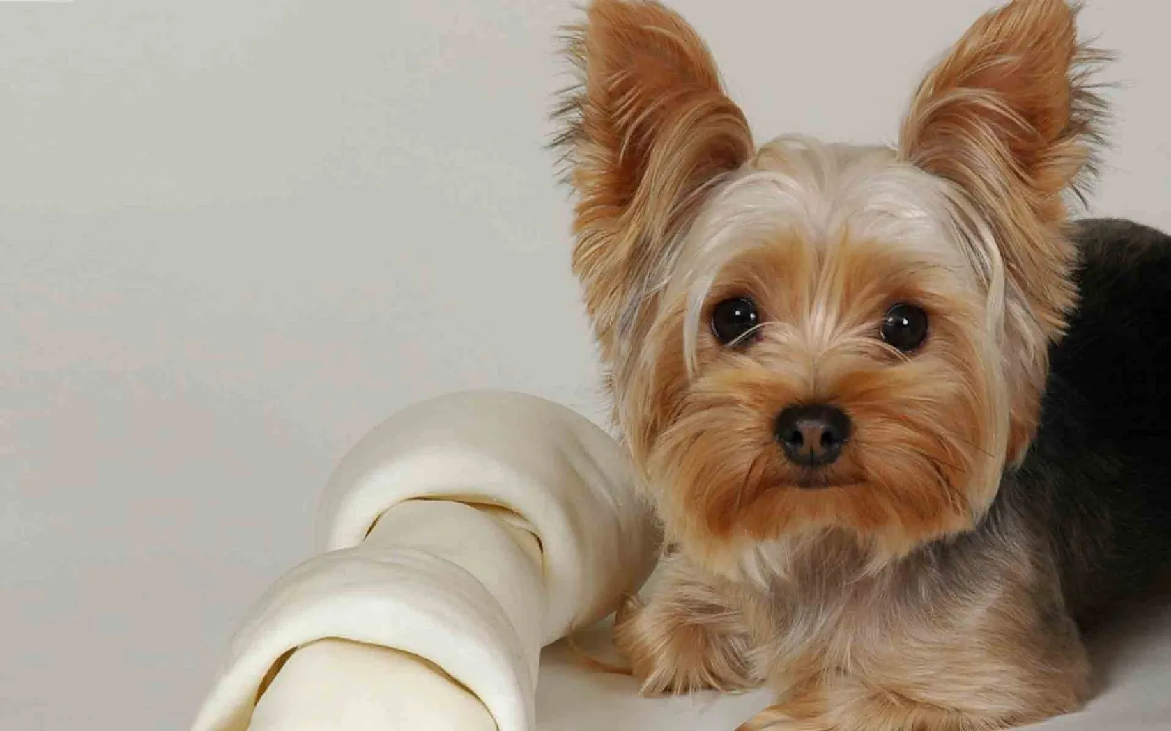 Informacion Perros e imagenes Nº19: Yorkshire Terrier - Taringa!