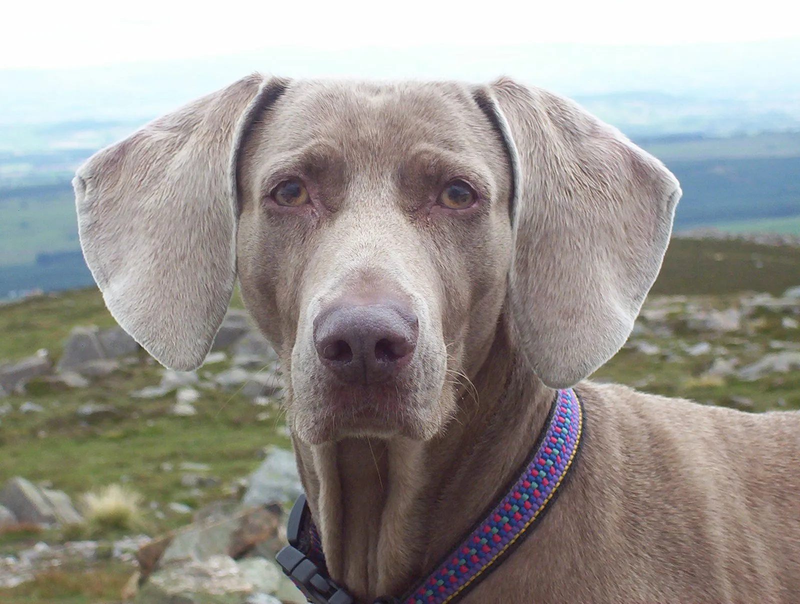 Informacion Perros e imagenes Nº23: Weimaraner - Taringa!