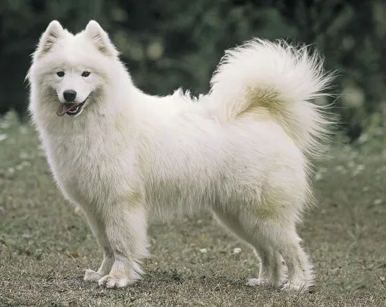 Informatica: Samoyedo