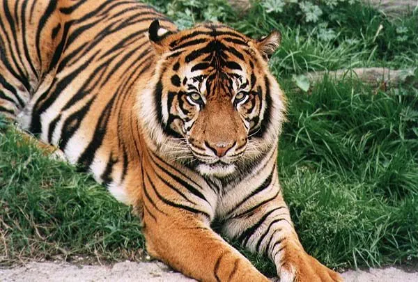 Information and Facts about Tigers and Types of Tigers and Where ...