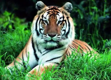 Information and Facts about Tigers and Types of Tigers and Where ...