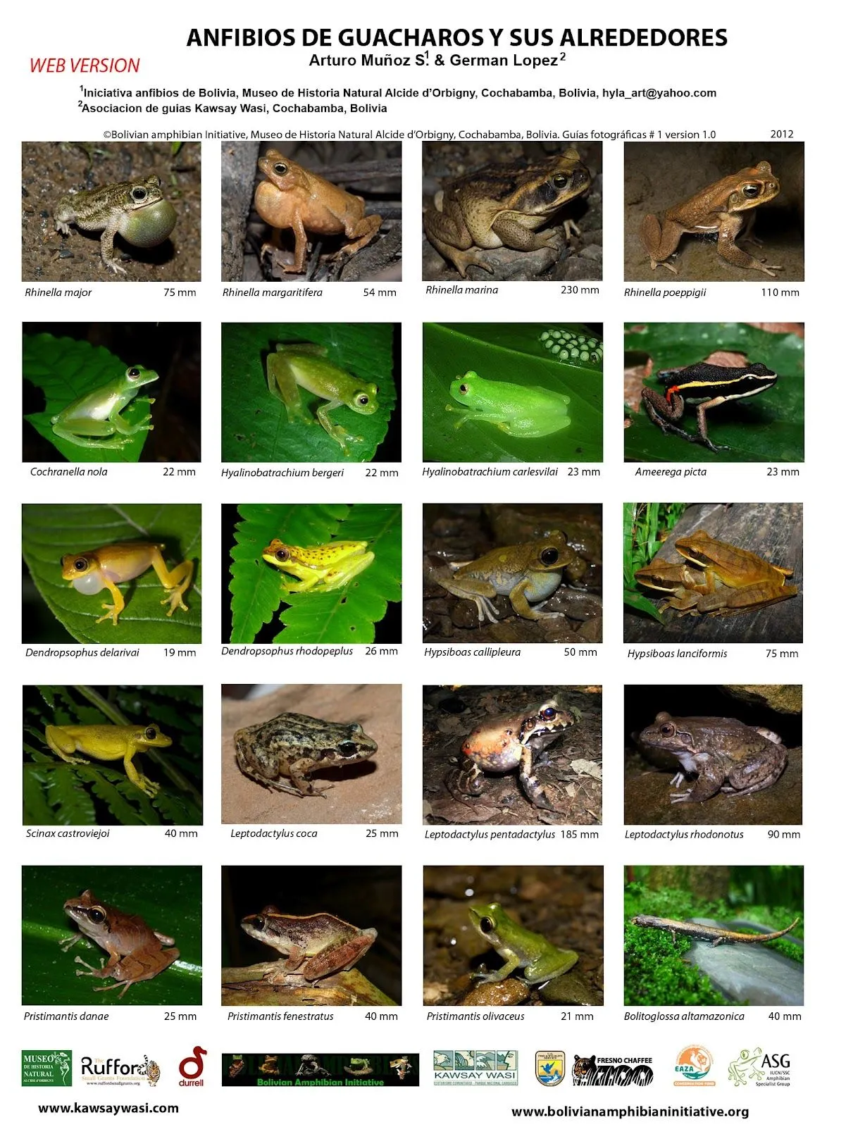 Iniciativa anfibios de Bolivia: El primer numero de las guias de ...