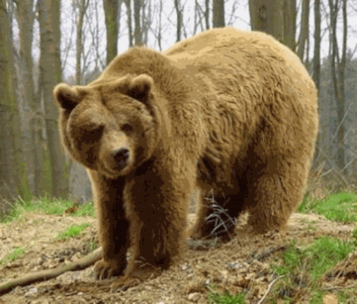 Iniciativa “Frutos para el Oso” Protección de los Animales ...