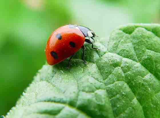 Insecto beneficioso Coccinella septempunctata, conocida clo o la ...