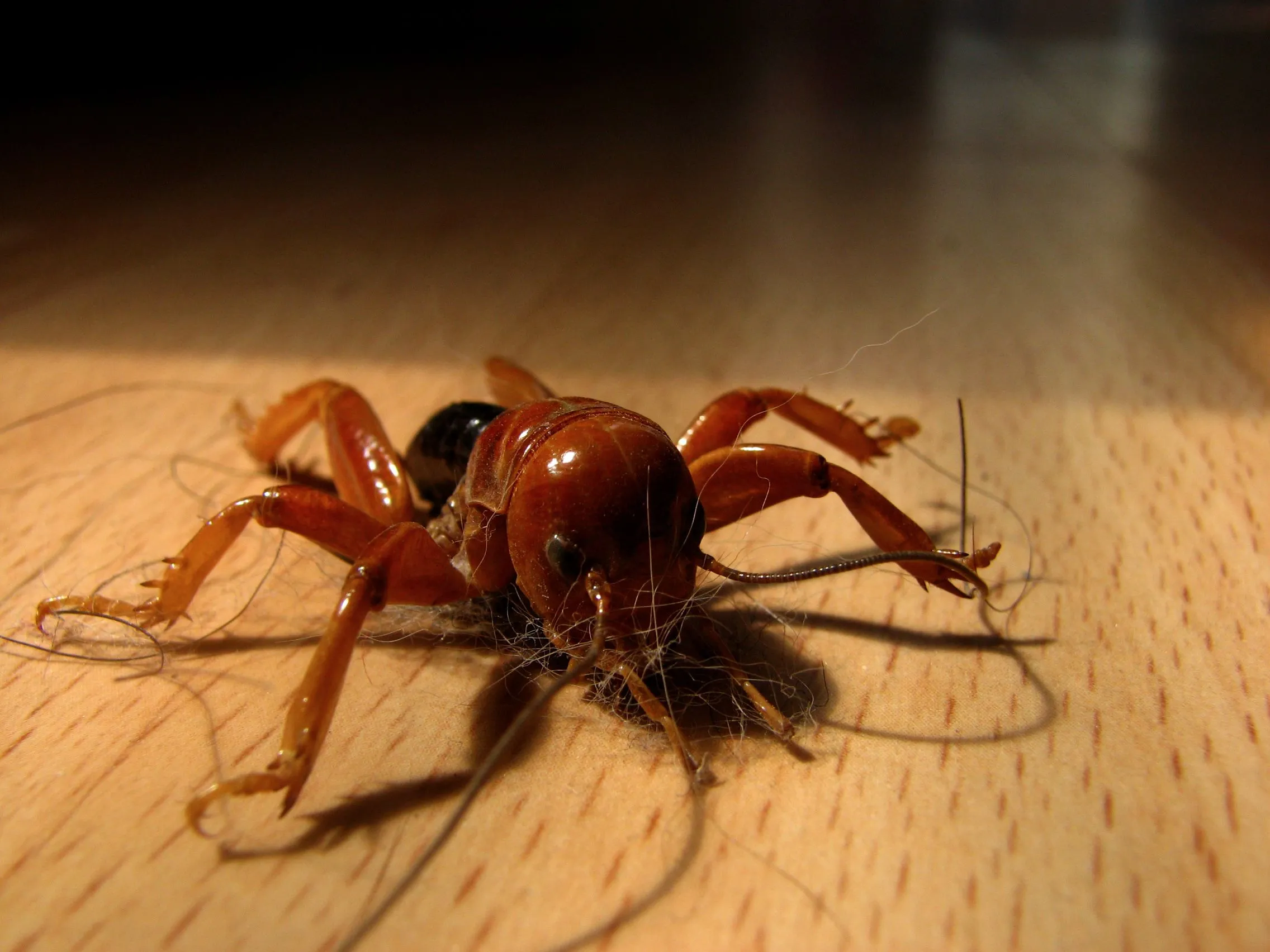 Insecto cara de niño - Imagui