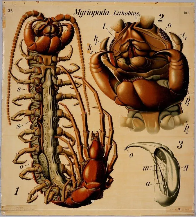 Insectos / Dibujos de la colección de la universidad de Wageningen ...