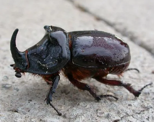 Insectos: Escarabajo rinoceronte (Oryctes nasicornis) para ...