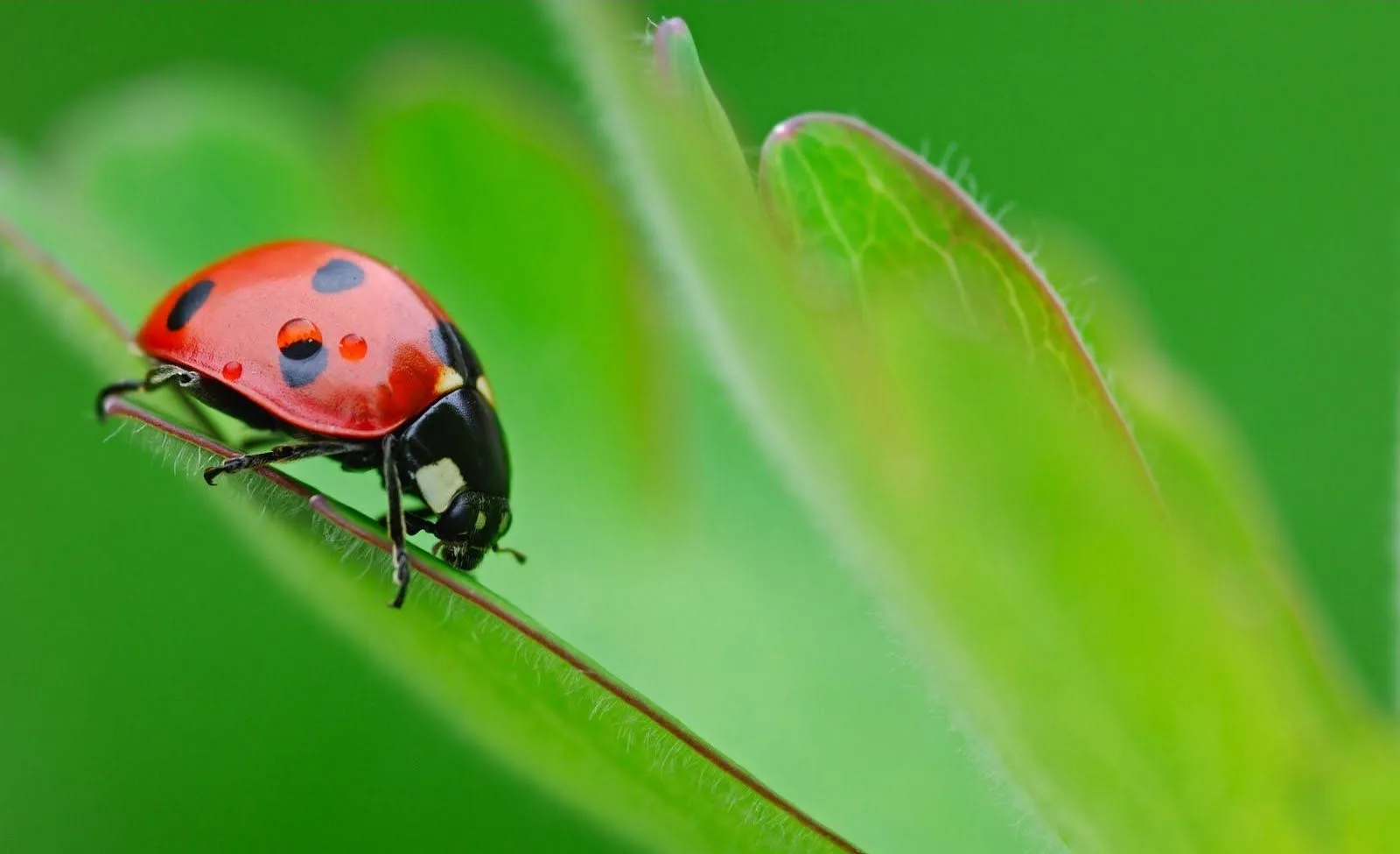 Los insectos de mi jardín VI (10 imágenes de uso libre)